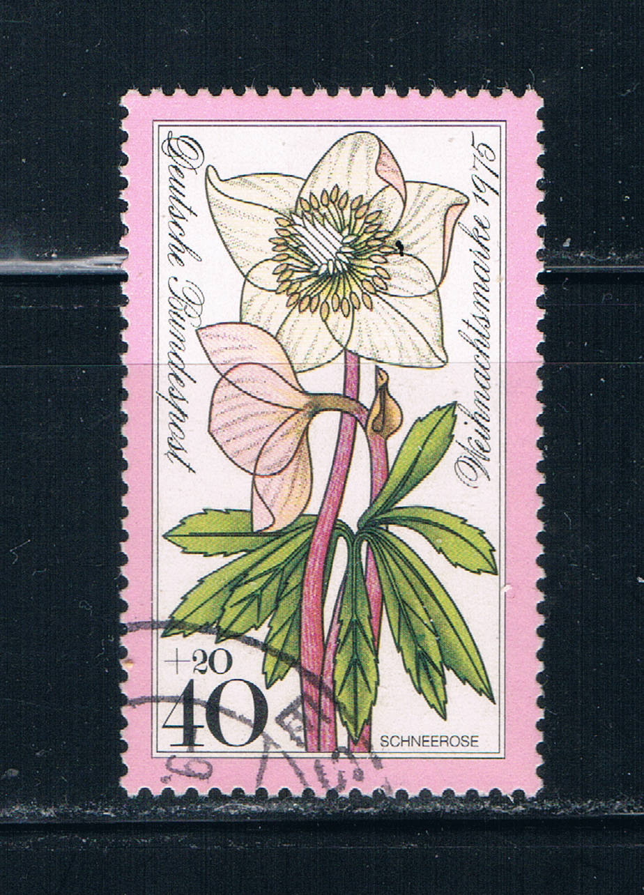 Buy Germany B525 Used Snow Rose (GI0146P2)+