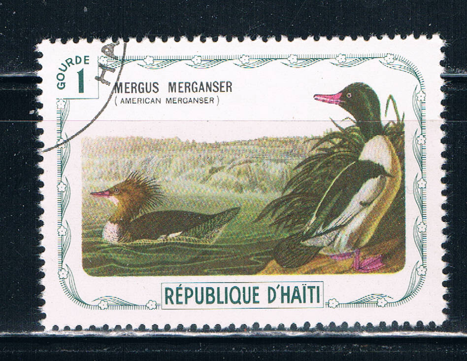 Buy Haiti Used Birds American Merganser (H0019)+