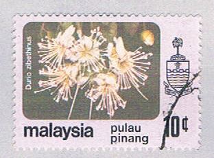 Buy Malaysia Penang 84 Used Durio zibethinus (BP24516)