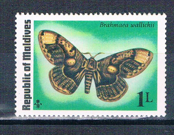 Buy Maldives 584 Unused Butterfly 1975 (M0359)+