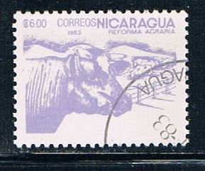 Buy Nicaragua 1229 Used Cattle (N0272)+