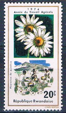 Buy Rwanda 632 Unused Flower Pyrethrum (R0386)+