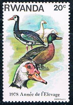 Buy Rwanda 897 Unused Ducks (R0371)+