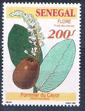 Buy Senegal 1034 Unused Fruit Plant 1992 CV 1.60 (S0803)+