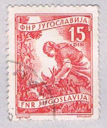Buy Yugoslavia 384 Used Gathering sun flowers 1953 (BP28223)