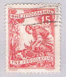 Buy Yugoslavia 384 Used Gathering sun flowers 1953 (BP28224)