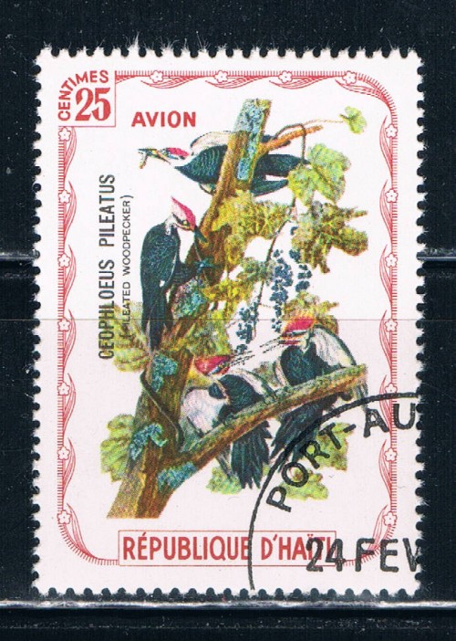 Buy Haiti Used Birds Woodpecker (H0015)+